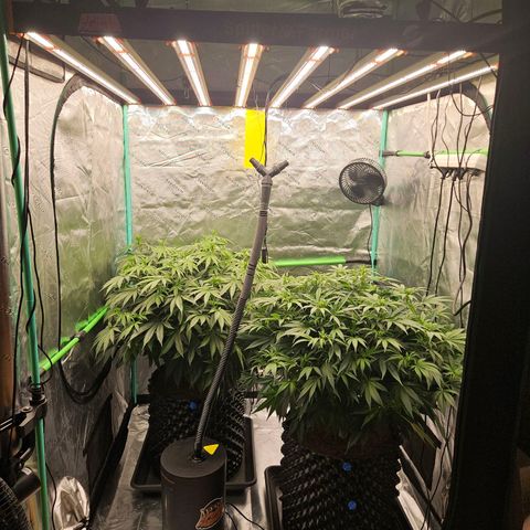 MAC1 1# growlog timeline photo
