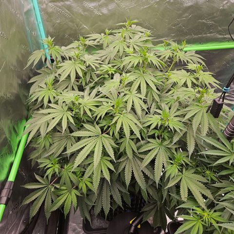 MAC1 2# growlog timeline photo