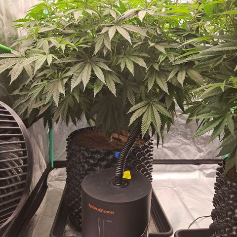 MAC1 2# growlog timeline photo