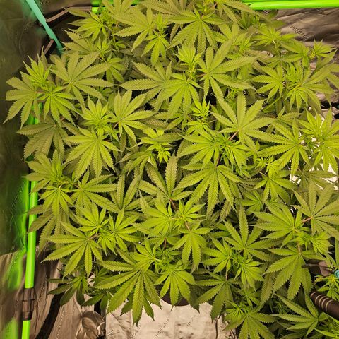 MAC1 2# growlog timeline photo