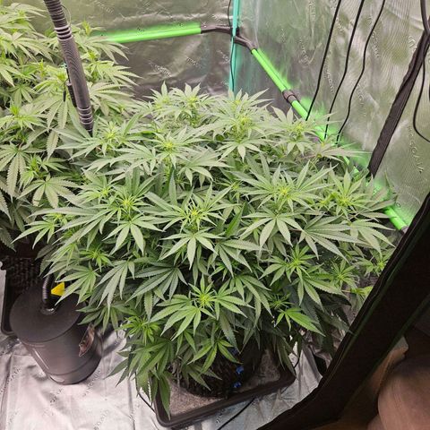 MAC1 1# growlog timeline photo