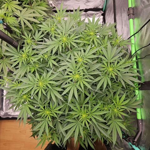 MAC1 1# growlog timeline photo
