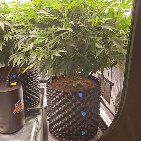 MAC1 1# growlog timeline photo
