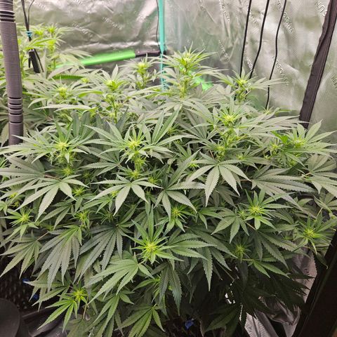 MAC1 1# growlog timeline photo