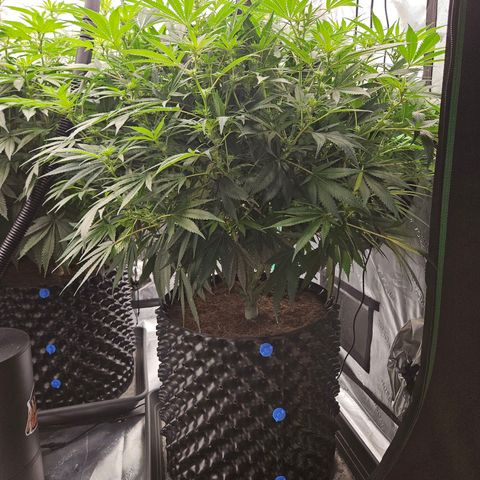 MAC1 1# growlog timeline photo