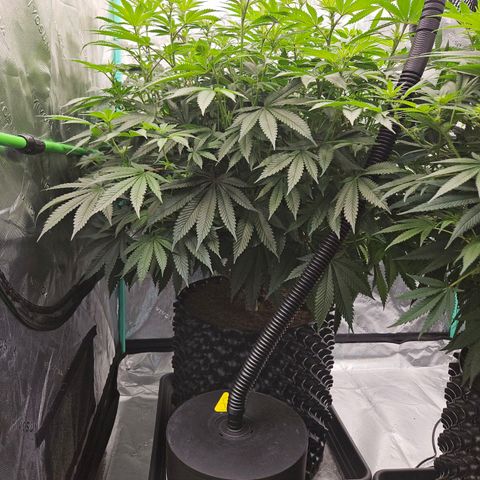 MAC1 2# growlog timeline photo