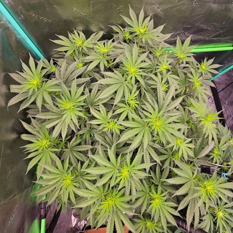 MAC1 2# growlog timeline photo