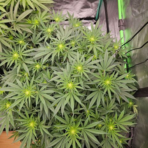MAC1 1# growlog timeline photo