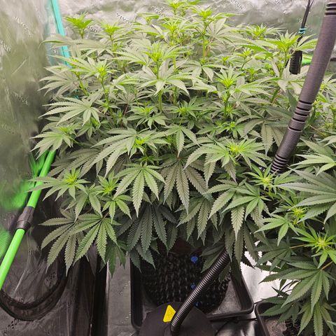 MAC1 2# growlog timeline photo