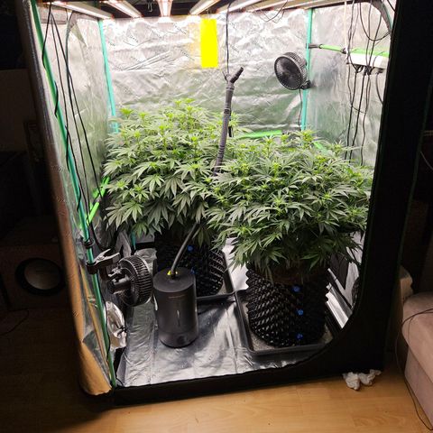 MAC1 1# growlog timeline photo