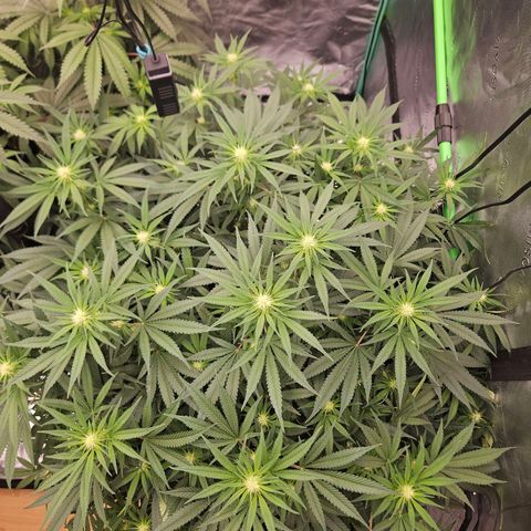 MAC1 1# growlog timeline photo