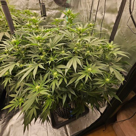 MAC1 1# growlog timeline photo