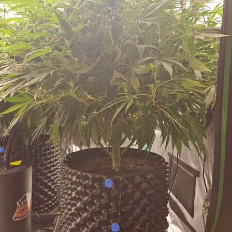 MAC1 1# growlog timeline photo