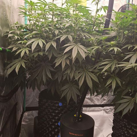 MAC1 2# growlog timeline photo