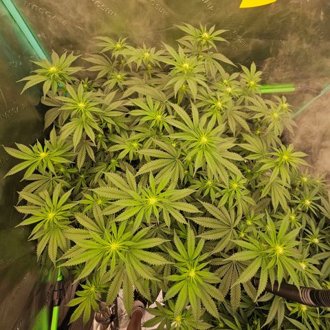 MAC1 2# growlog timeline photo