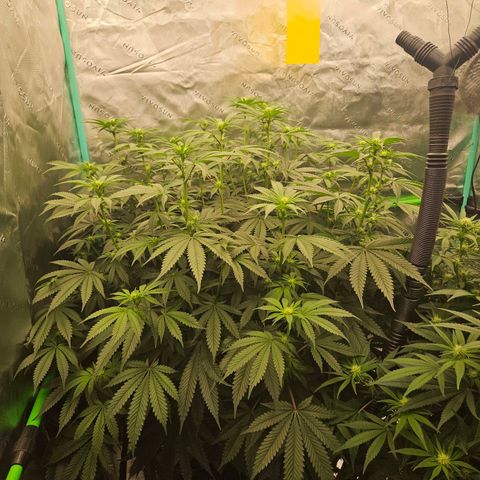 MAC1 2# growlog timeline photo