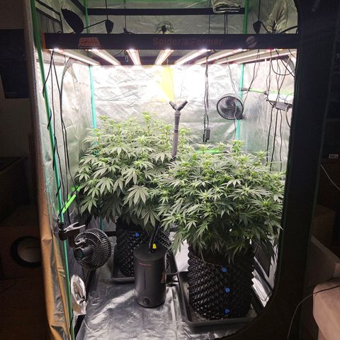 MAC1 1# growlog timeline photo