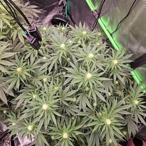 MAC1 1# growlog timeline photo