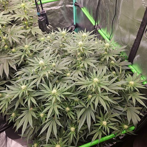 MAC1 1# growlog timeline photo