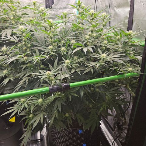 MAC1 1# growlog timeline photo