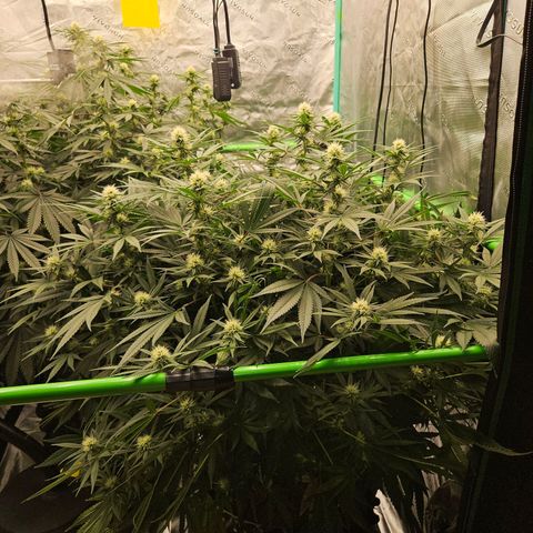 MAC1 1# growlog timeline photo