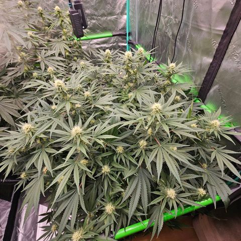 MAC1 1# growlog timeline photo