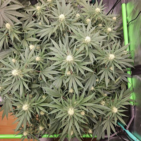 MAC1 1# growlog timeline photo