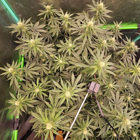 MAC1 2# growlog timeline photo