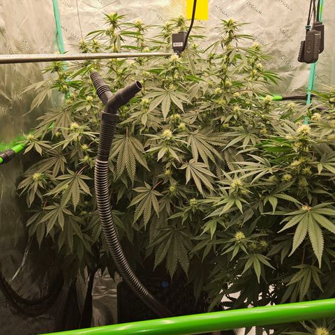 MAC1 2# growlog timeline photo