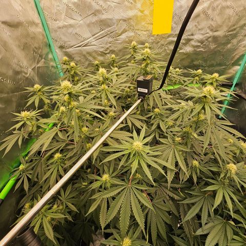 MAC1 2# growlog timeline photo