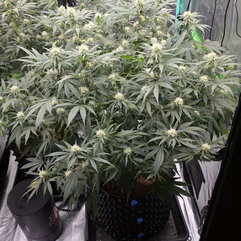 MAC1 1# growlog timeline photo
