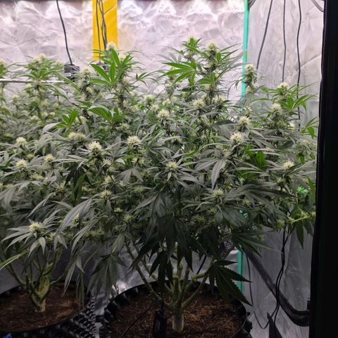 MAC1 1# growlog timeline photo