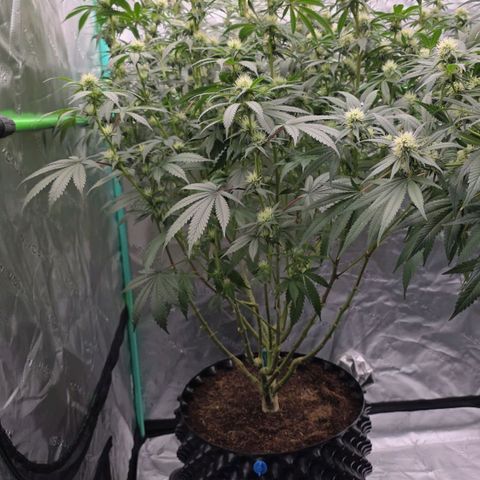MAC1 2# growlog timeline photo