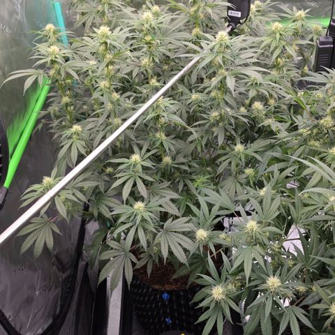 MAC1 2# growlog timeline photo