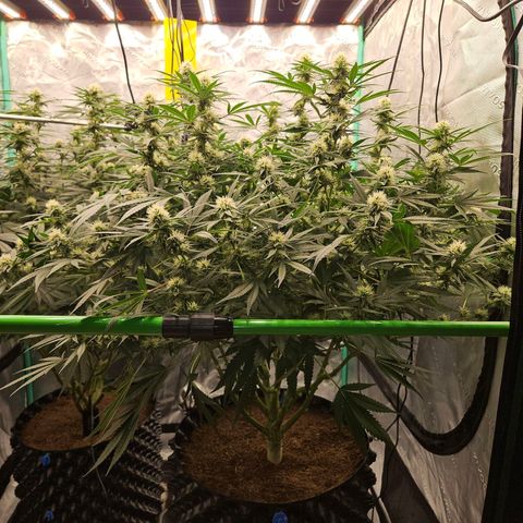 MAC1 1# growlog timeline photo