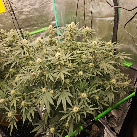 MAC1 1# growlog timeline photo