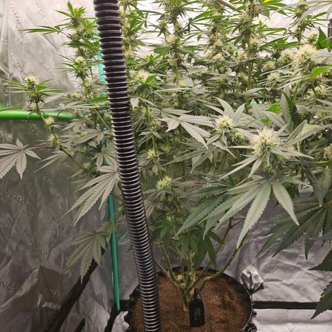 MAC1 2# growlog timeline photo