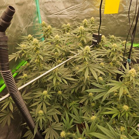 MAC1 2# growlog timeline photo