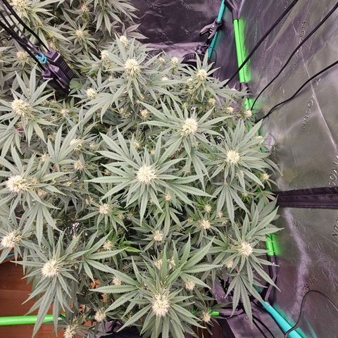 MAC1 1# growlog timeline photo