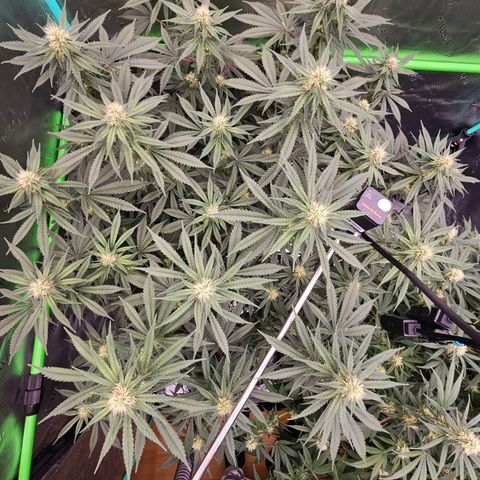 MAC1 2# growlog timeline photo