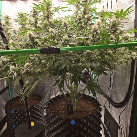 MAC1 1# growlog timeline photo