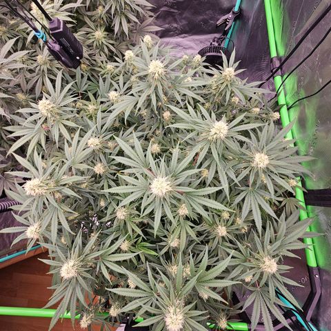 MAC1 1# growlog timeline photo