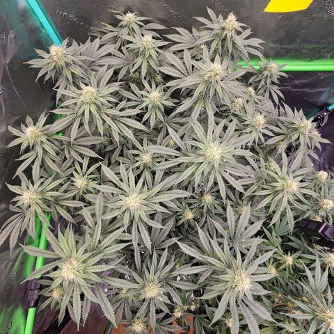 MAC1 2# growlog timeline photo