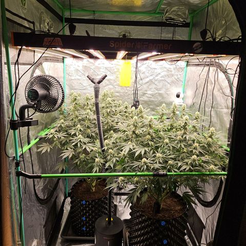 MAC1 1# growlog timeline photo