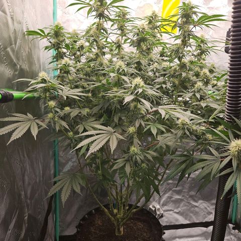 MAC1 2# growlog timeline photo