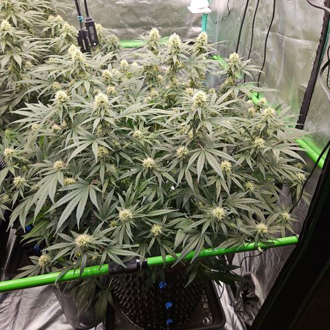 MAC1 1# growlog timeline photo
