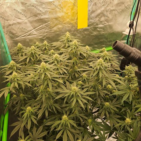 MAC1 2# growlog timeline photo