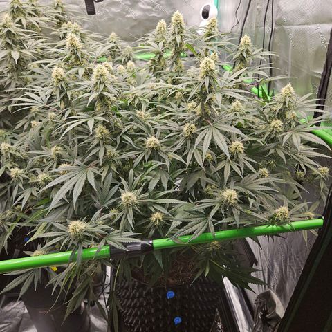 MAC1 1# growlog timeline photo