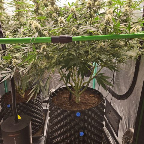 MAC1 1# growlog timeline photo