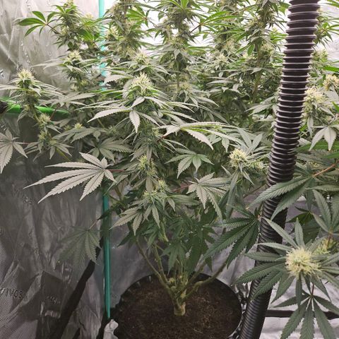 MAC1 2# growlog timeline photo